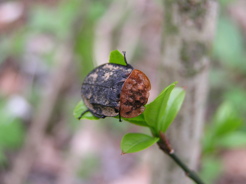 Oiceoptoma thoracicum (Coleoptera, Silphidae)